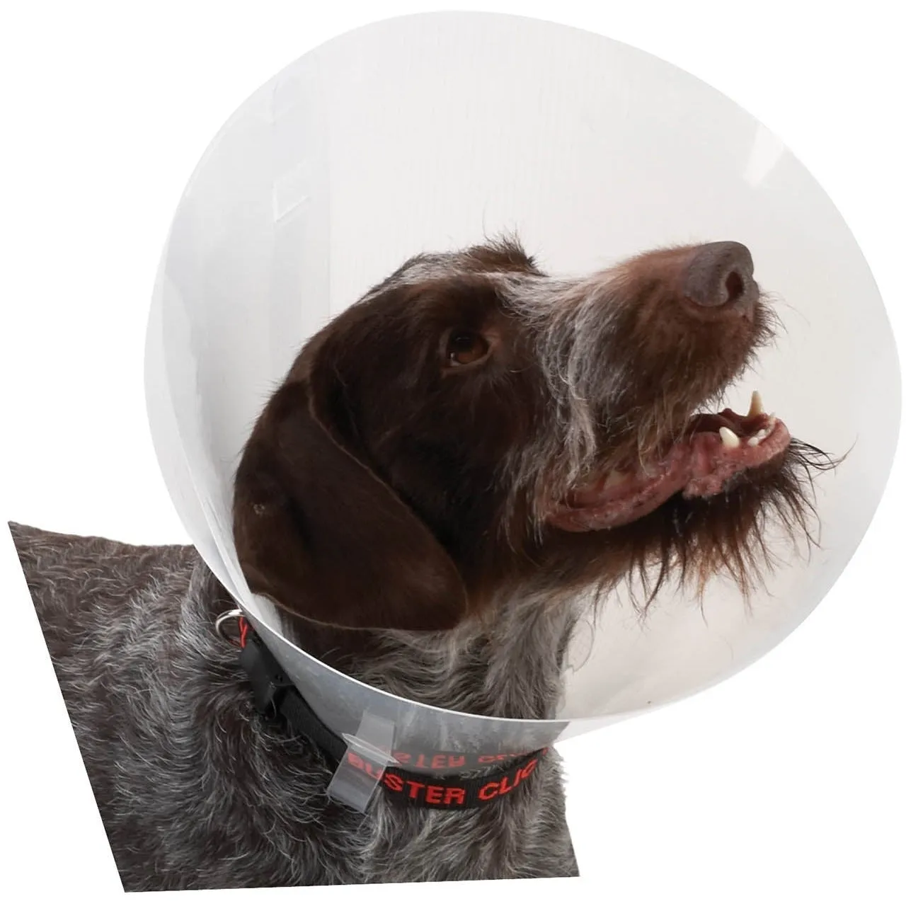 Buster Collar Transparent 35cm X 10